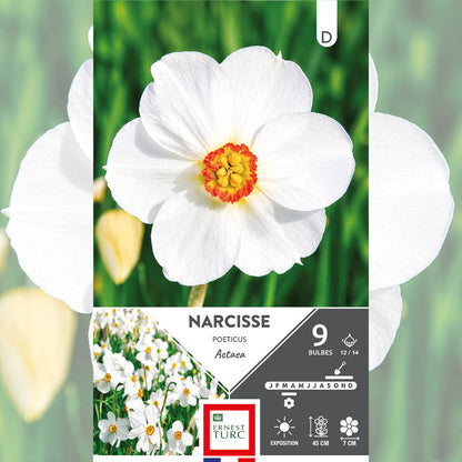 NARCISSE POETICUS ACTAEA 