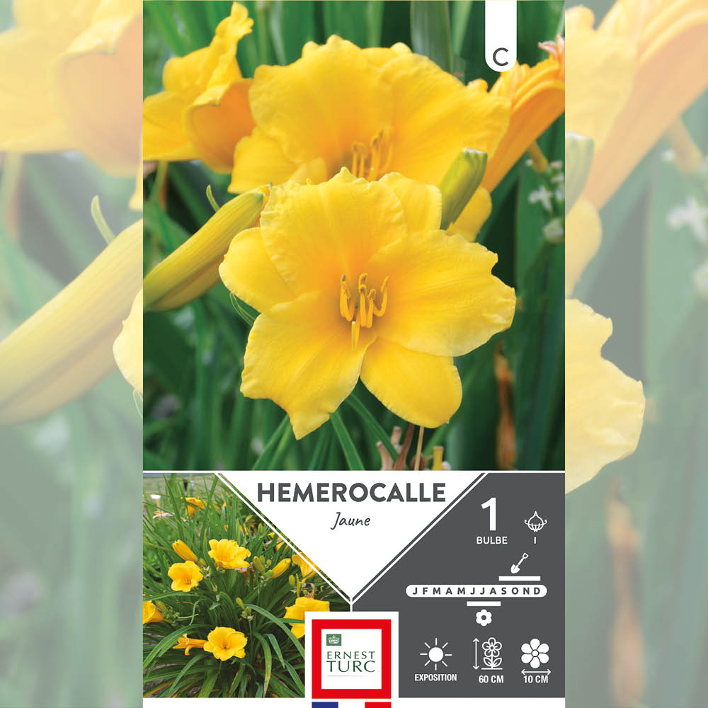 HÉMÉROCALLE JAUNE 