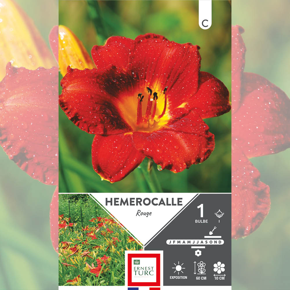 HÉMÉROCALLE ROUGE 