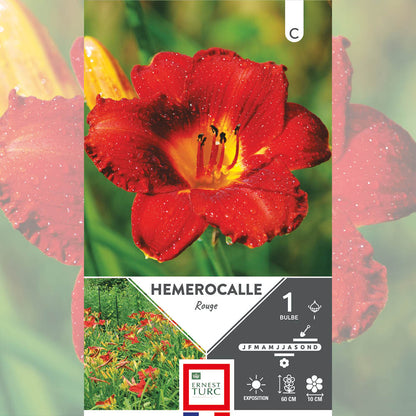 HÉMÉROCALLE ROUGE 