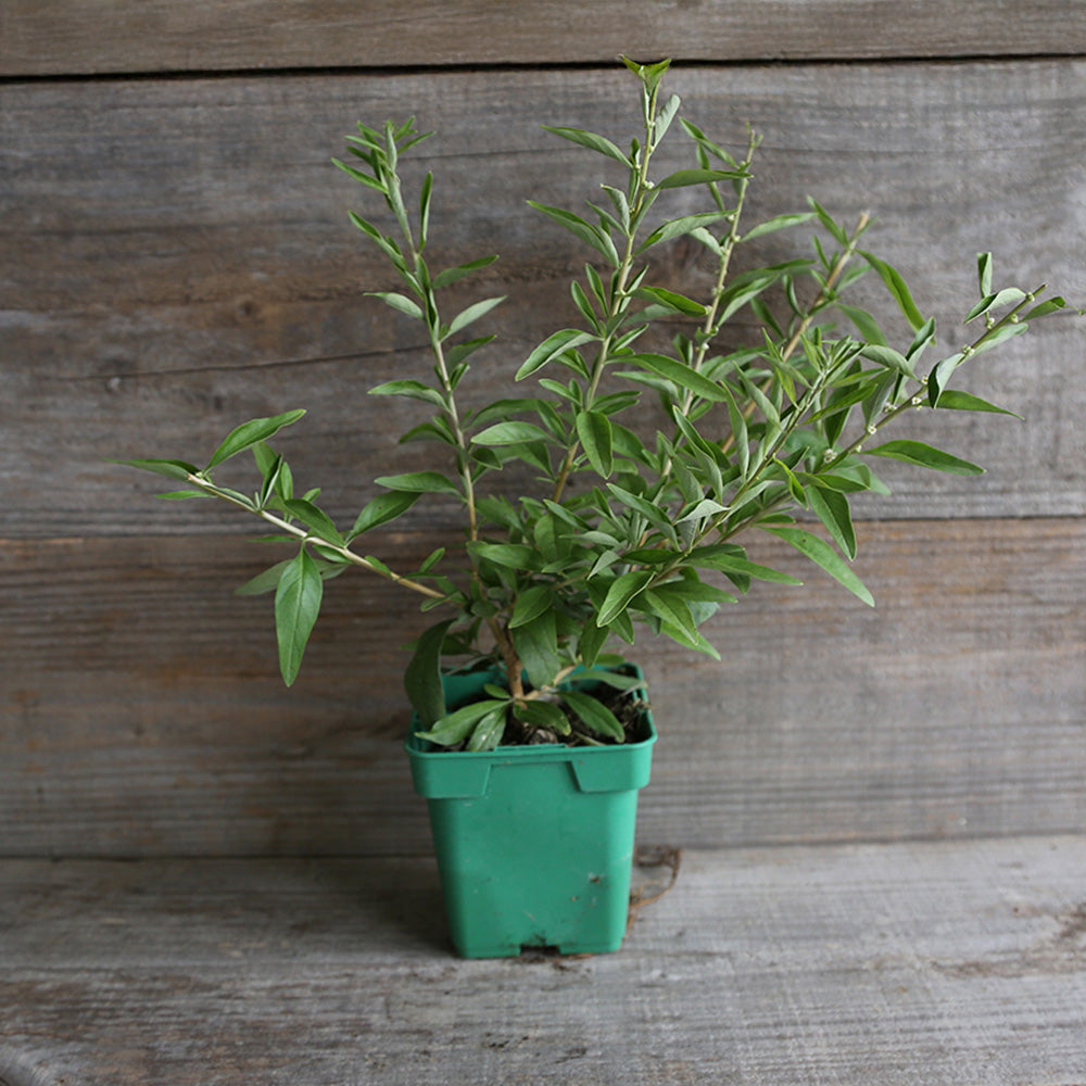 BUENOS AIRES VERBENA - PFLANZE