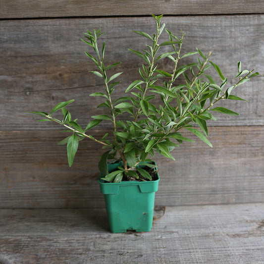 BUENOS AIRES VERBENA - PLANT