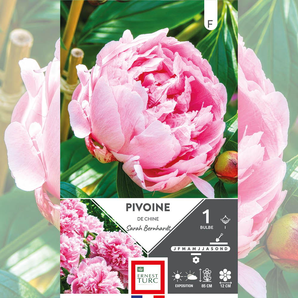 PIVOINE SARAH BERNHARDT 