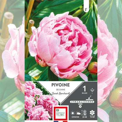 PIVOINE SARAH BERNHARDT 