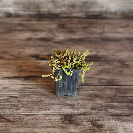 SEDUM ACRE POIVRE DES MURAILLES - PLANT