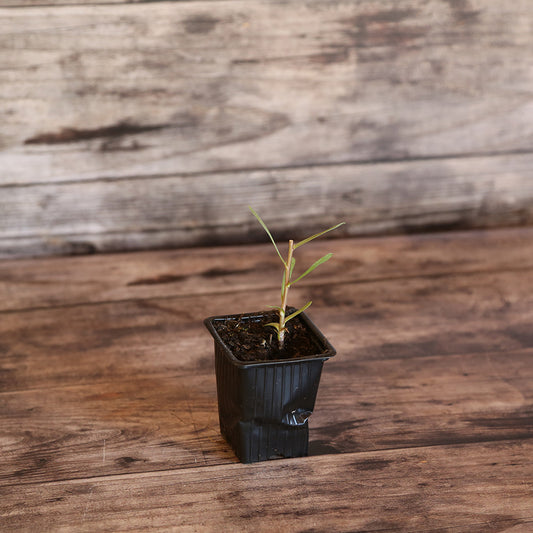 PERENNIAL TARRAGON CALLED FRENCH AB - PLANT