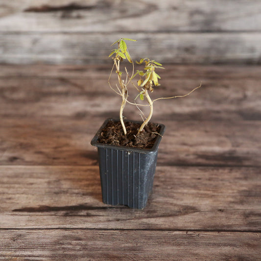 LEMON VERBENA AB - PLANT