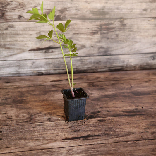 MOUNTAIN BUCKS - PERPETUAL CELERY AB PLANT