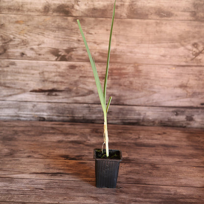 POIREAU PERPETUEL AB - PLANT