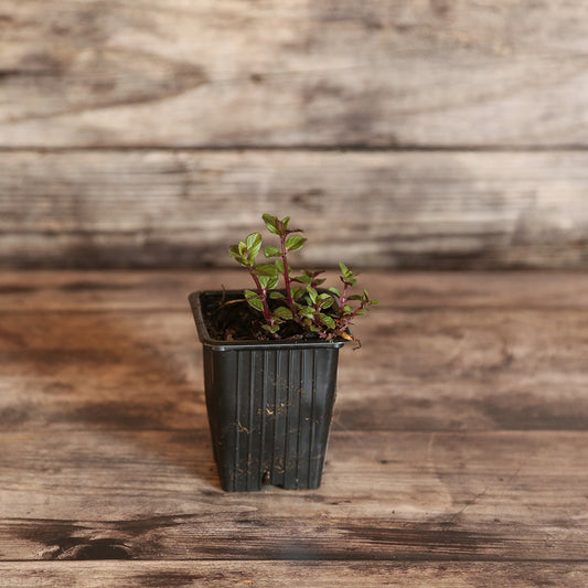 CHOCOLATE MINT AB - PLANT