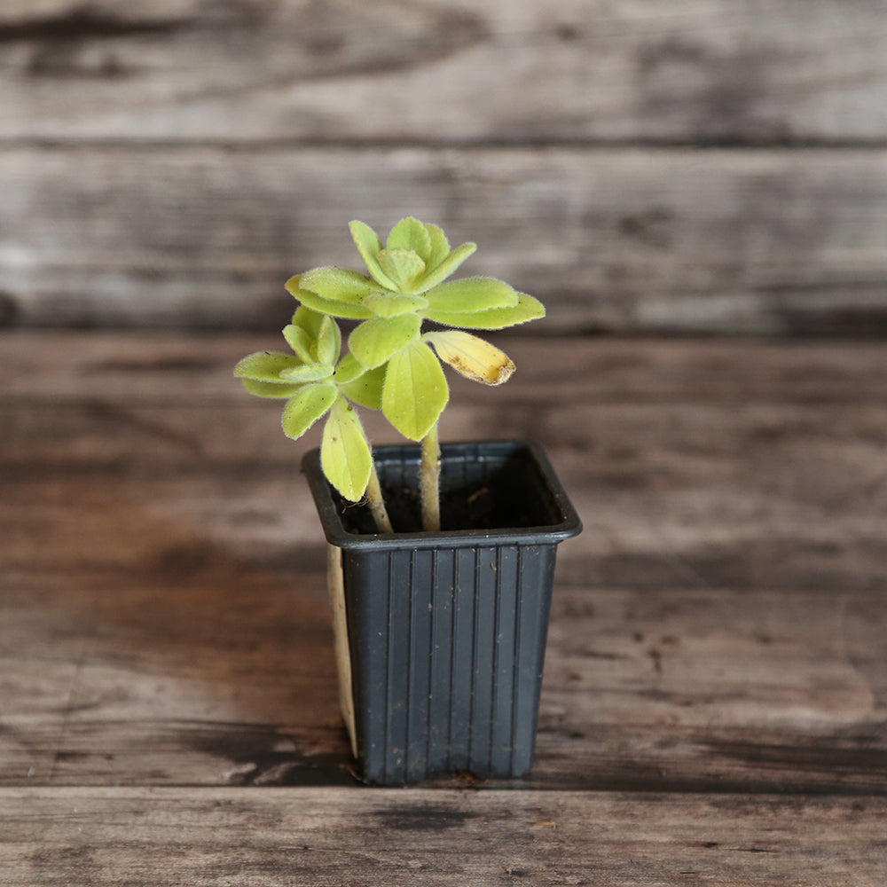 COLEUS CANINA – PLANTE ´ANTI-CHATS ´ - PLANT
