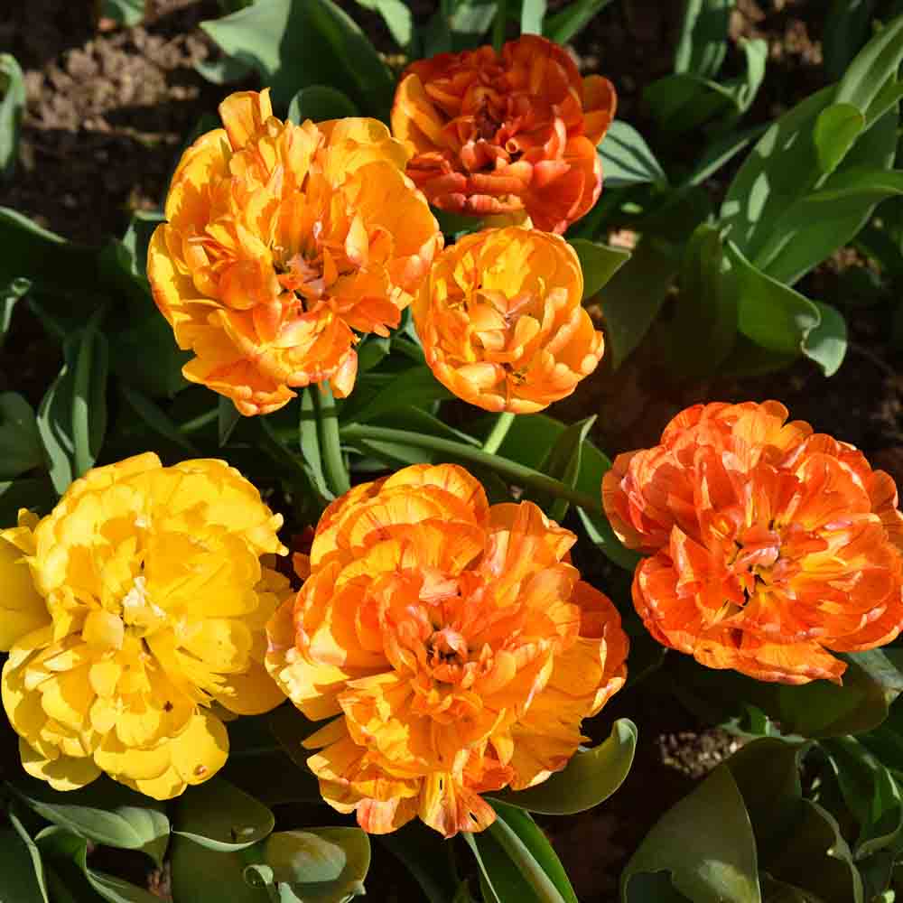 TULIP DOUBLE SUNLOVER