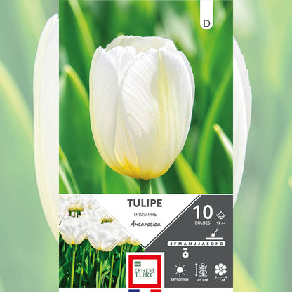 TULIPE TRIOMPHE ANTARCTICA 