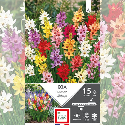 IXIA EN MÉLANGE 