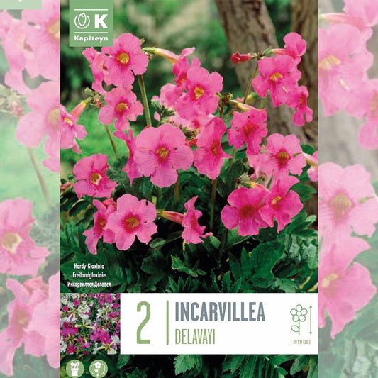 INCARVILLEA DELAVAYI 