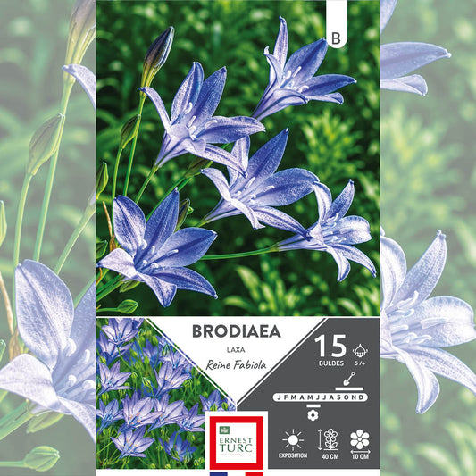 BRODIAEA TRITELIA REINE FAABLA 
