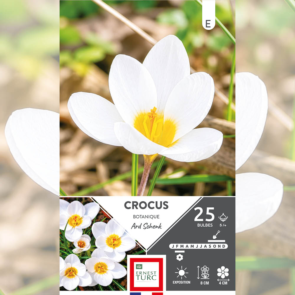 CROCUS CHRYSANTHUS ARD SCHENK 