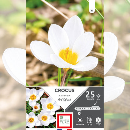 CROCUS CHRYSANTHUS ARD SCHENK 
