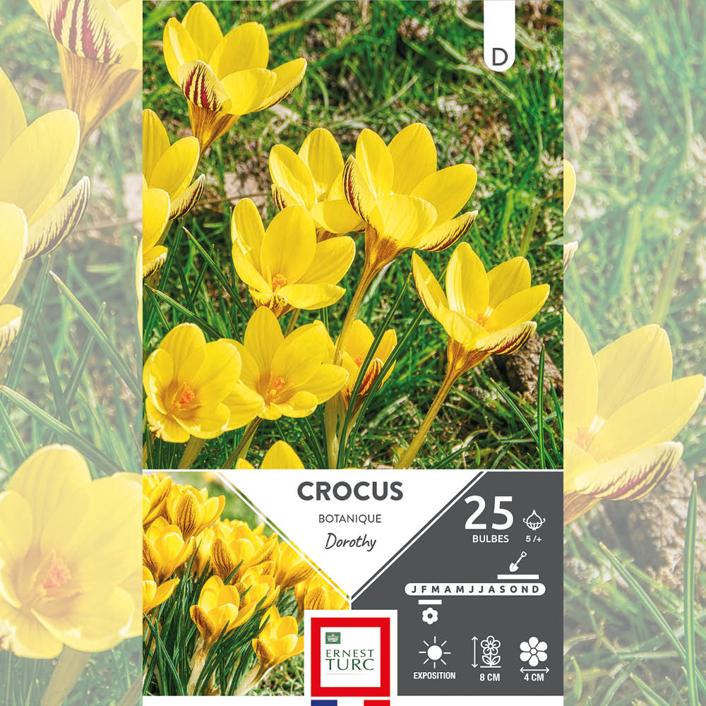 CROCUS CHRYSANTHUS DOROTHY 