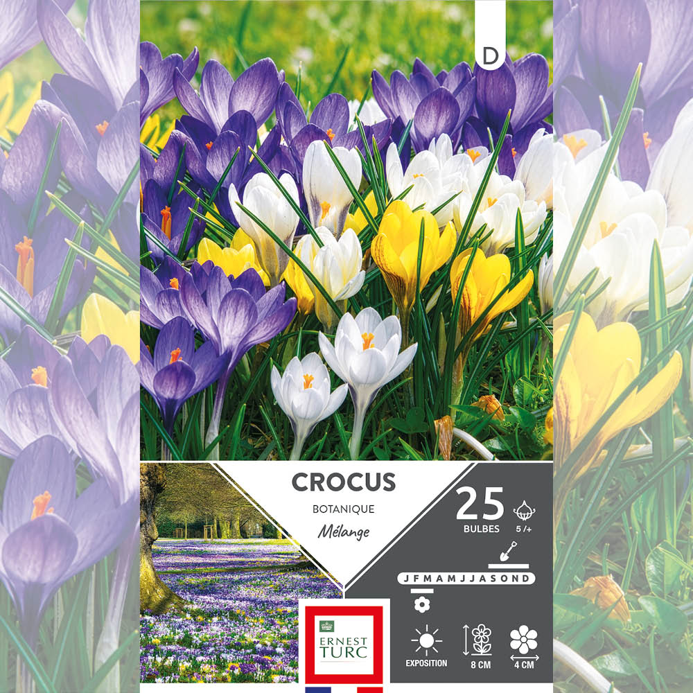 CROCUS CHRYSANTHUS VARIÉS 