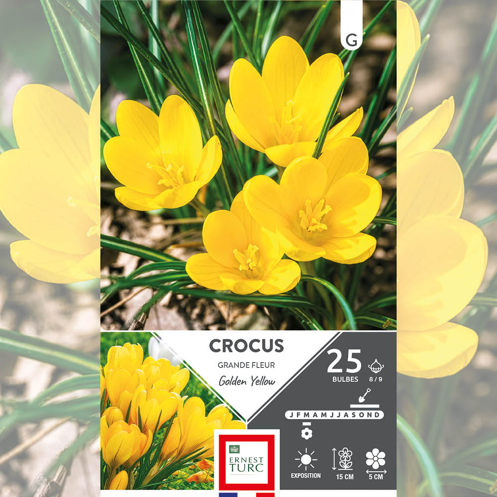 CROCUS GRANDE FLEUR GOLDEN YELLOW 