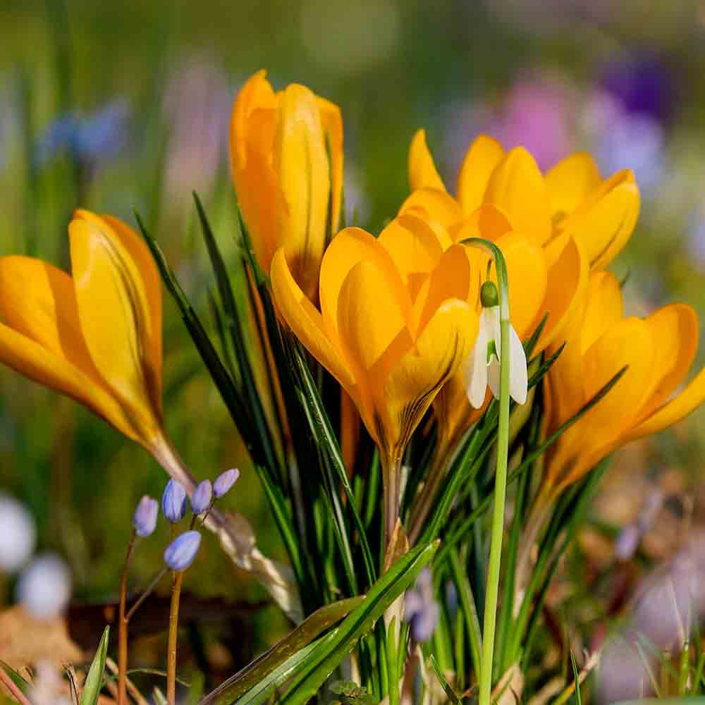 CROCUS GRANDE FLEUR GOLDEN YELLOW 