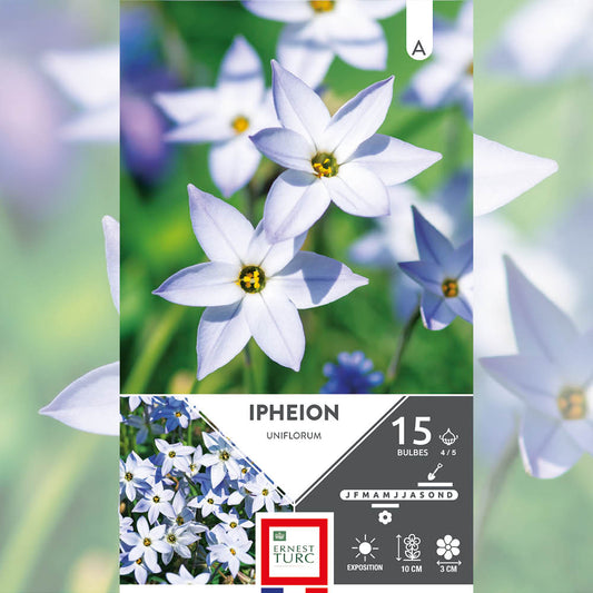 IPHEION UNIFLORUM 