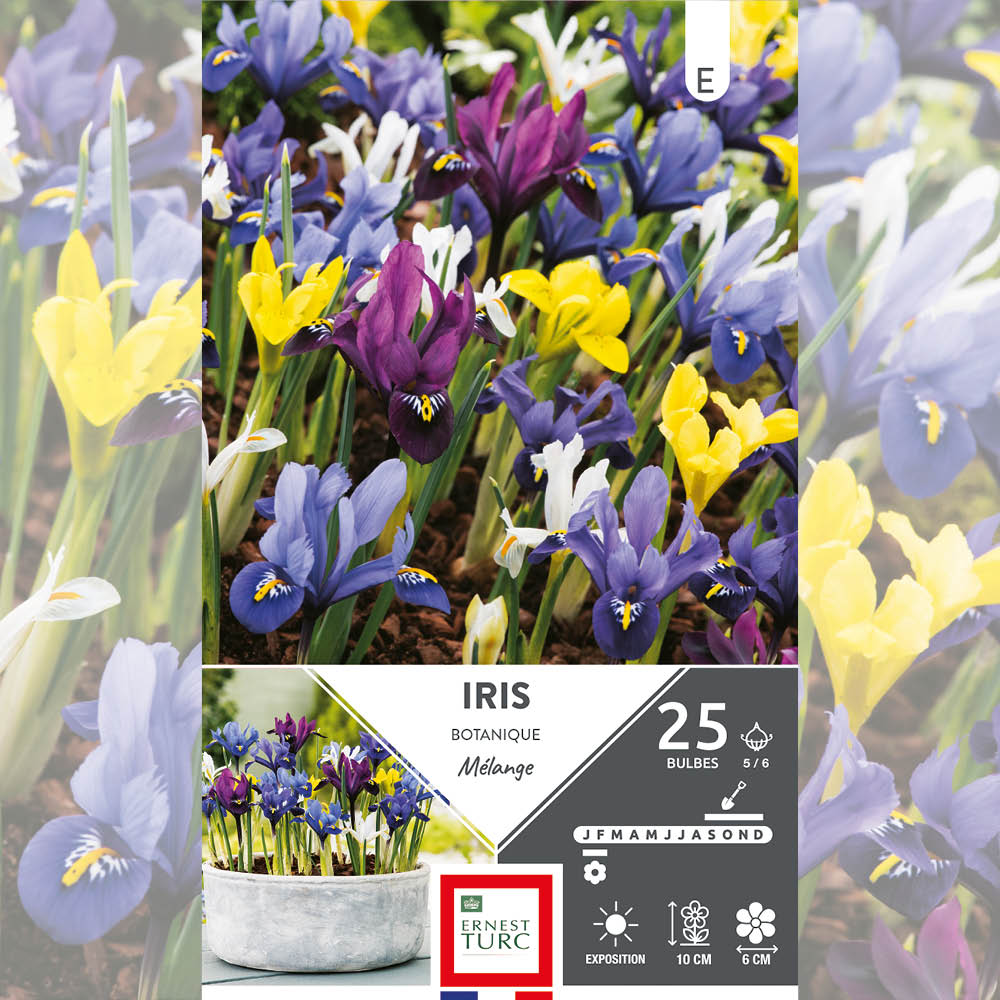 IRIS BOTANIQUE EN MÉLANGE 