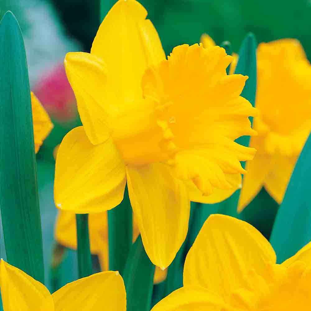 NARCISSUS TROMPETE NIEDERLÄNDISCHER MEISTER
