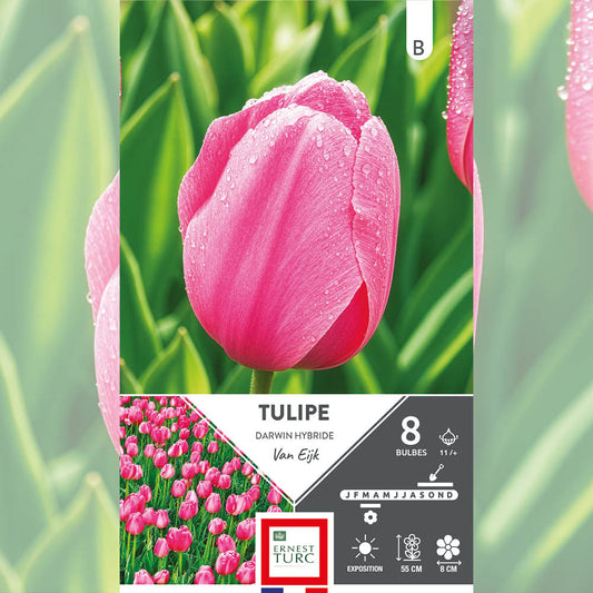 TULIPE DARWIN HYBRIDE VAN EIJK 