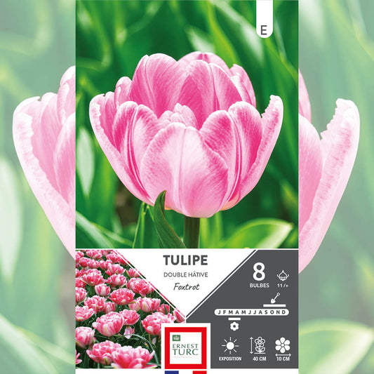 TULIPE DOUBLE HÂTIVE FOXTROT 