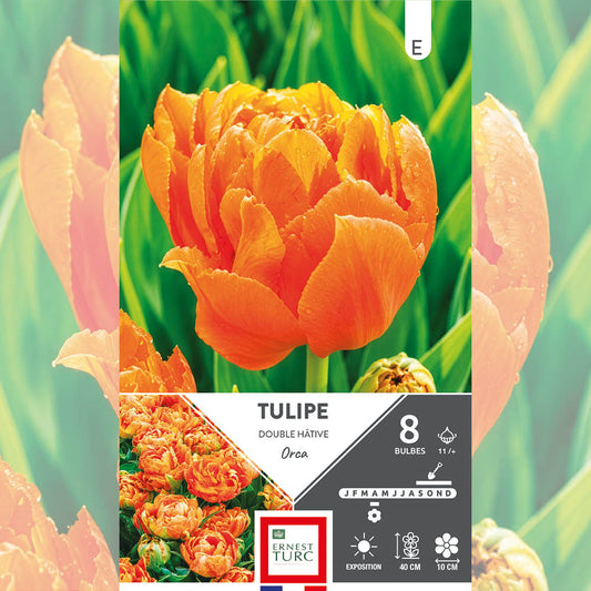 TULIPE DOUBLE HÂTIVE ORCA 