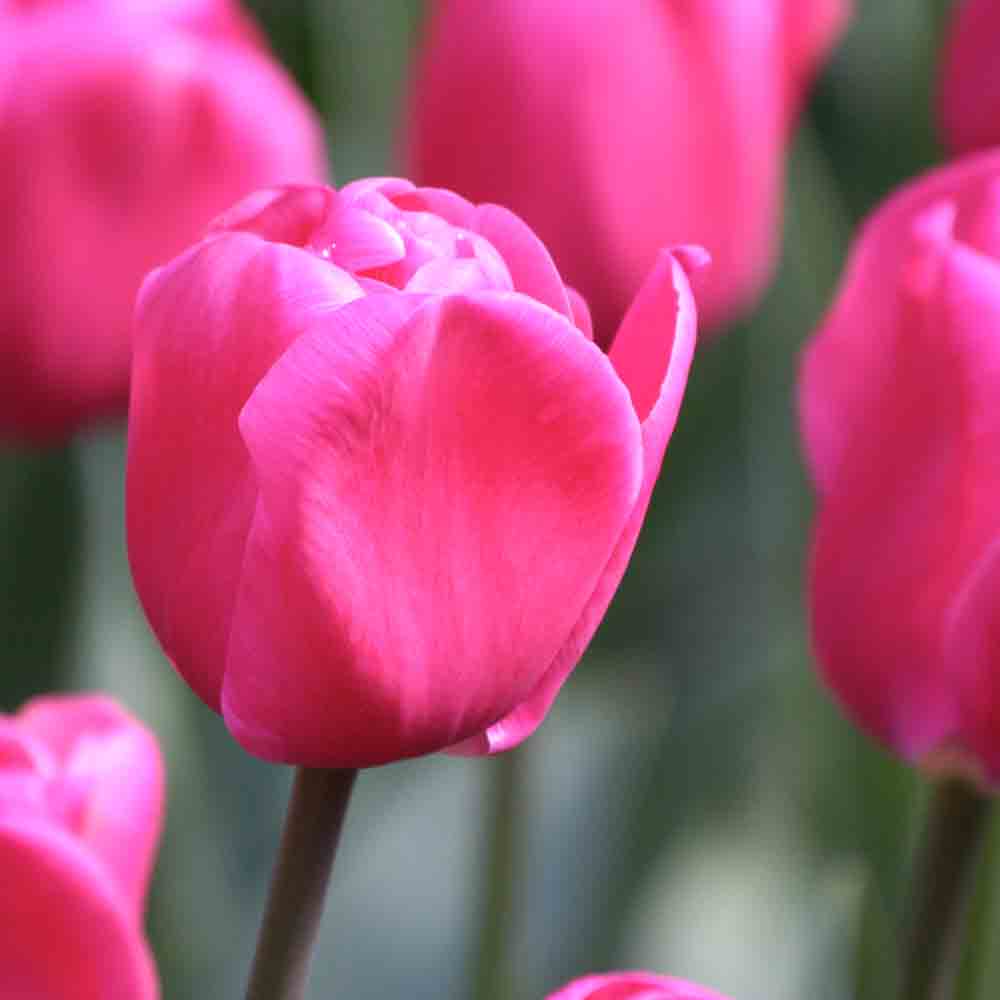 TULPE TRIUMPH CAROLA