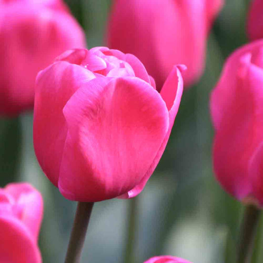 TULPE TRIUMPH CAROLA