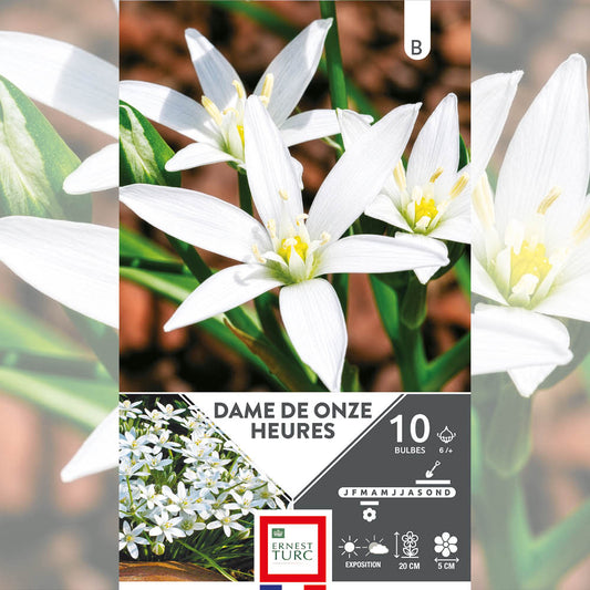 DAME DE ONZE HEURES (ORNITHOGALE UMBELLATUM) 