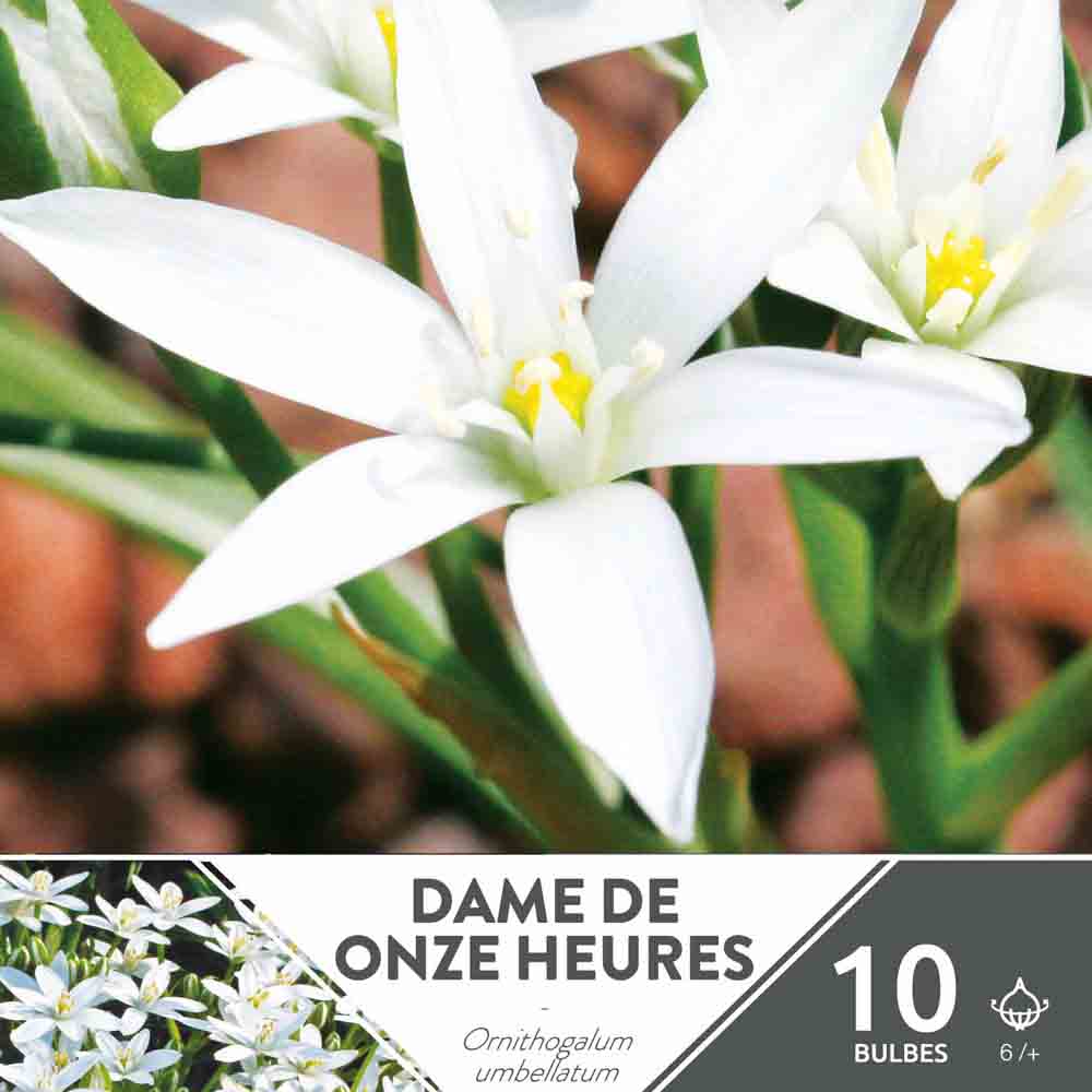 ELEVEN-HOUR LADY (ORNITHOGALE UMBELLATUM)