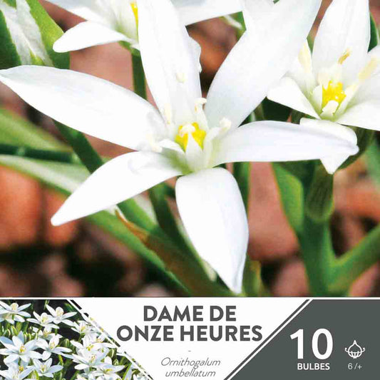 ELEVEN-HOUR LADY (ORNITHOGALE UMBELLATUM)