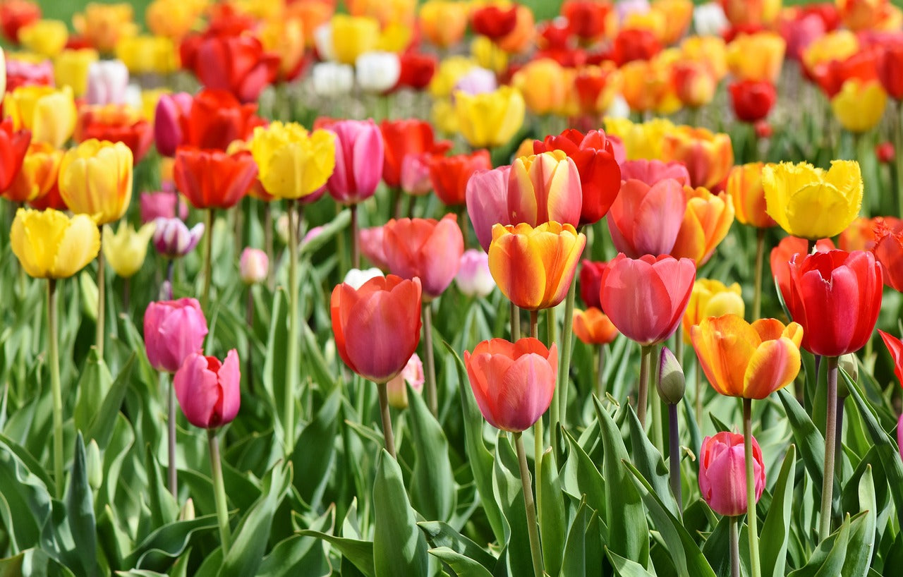 Les bulbes à fleurs font leur retour !