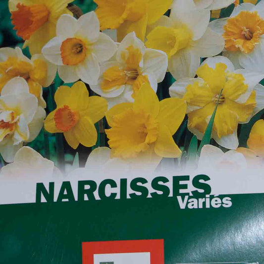 NARCISSUS BOTANICAL MIX FILLET
