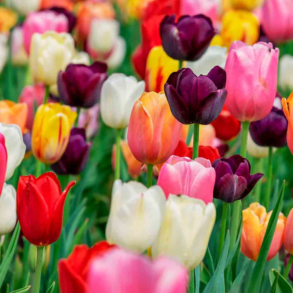 BOTANICAL TULIP MIX