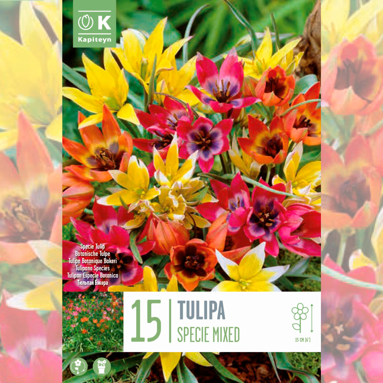 TULIPE BOTANIQUE EN MÉLANGE 