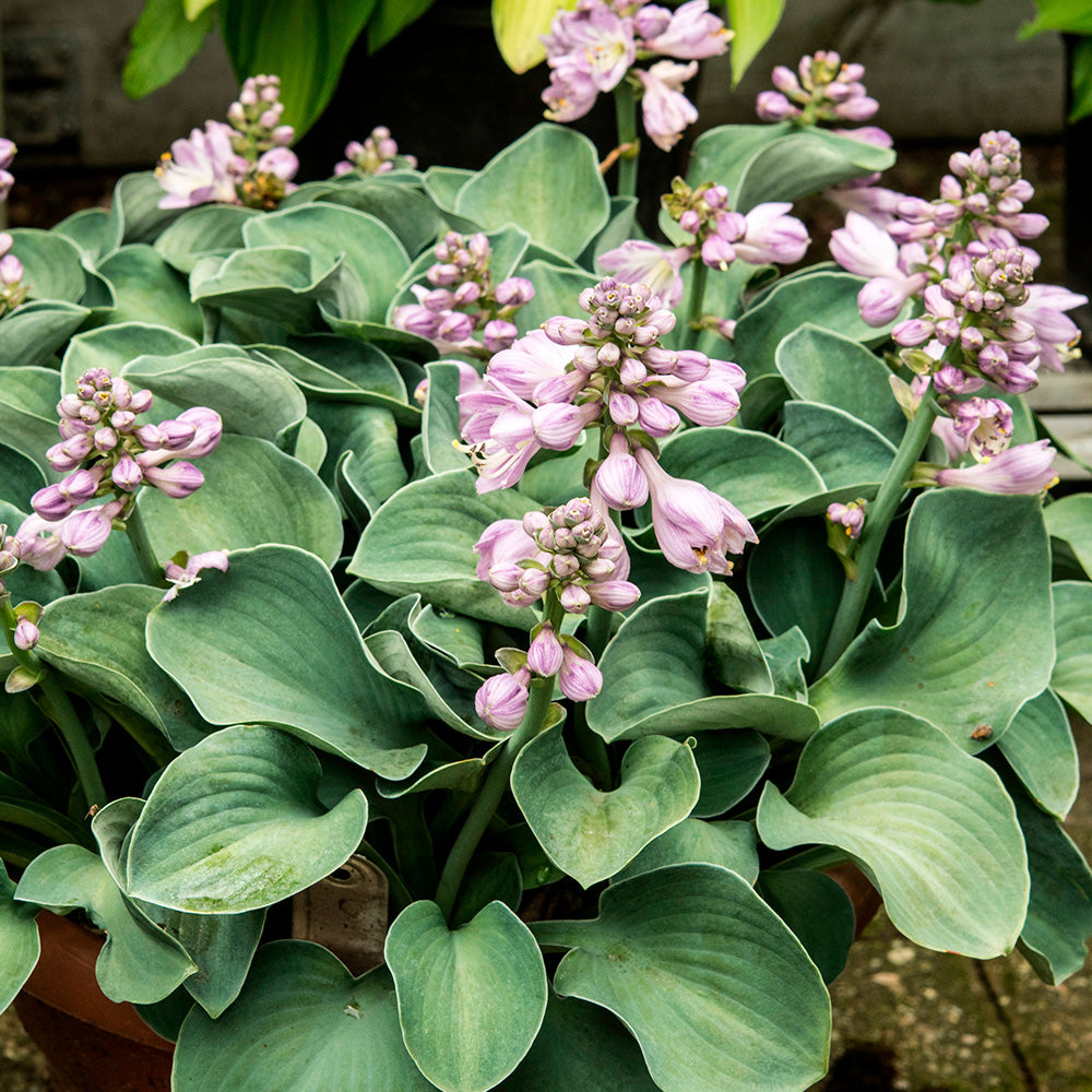 HOSTA BLUE MOUSE EARS 