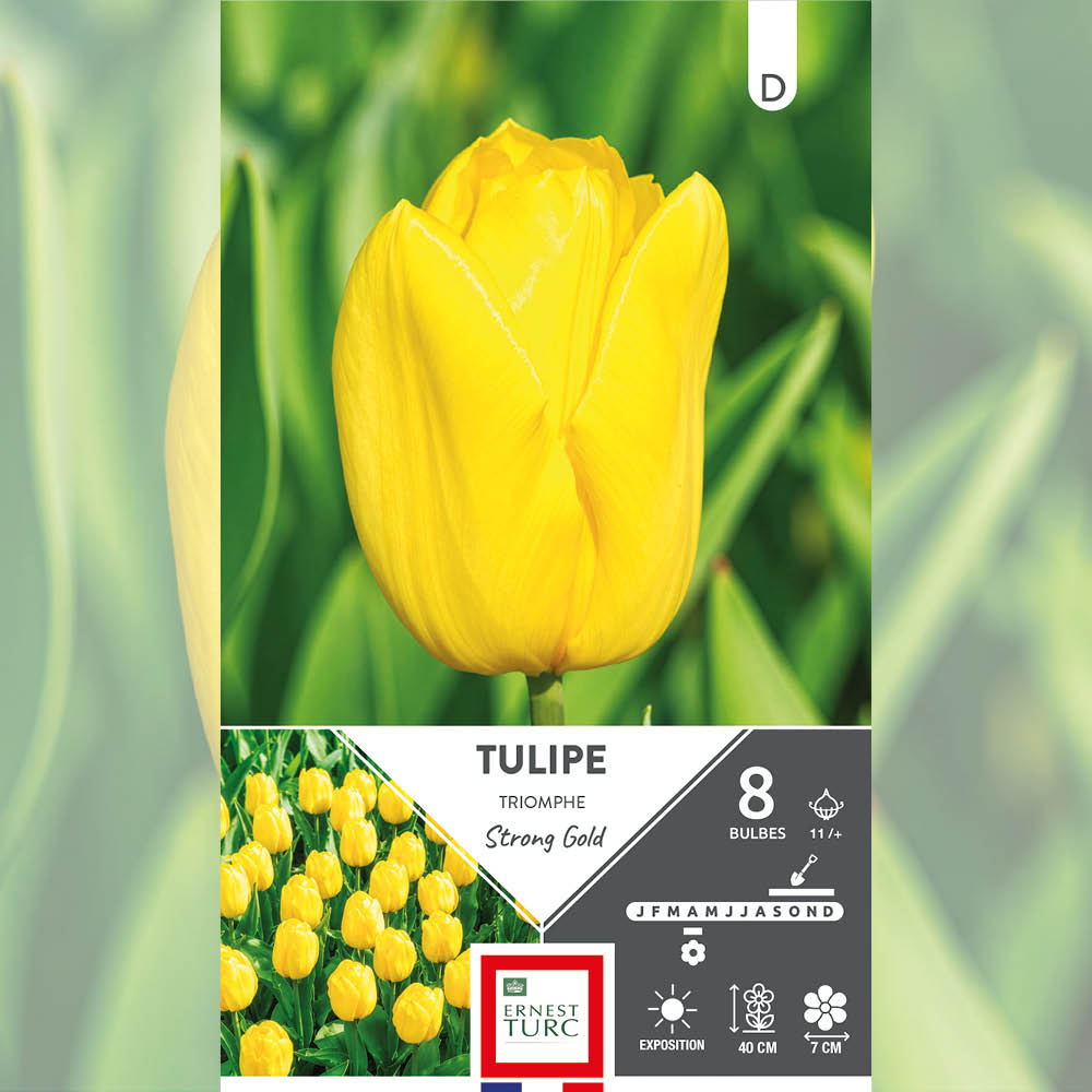 TULIPE TRIOMPHE STRONG GOLD AB 