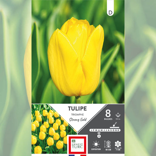 TULIPE TRIOMPHE STRONG GOLD AB 