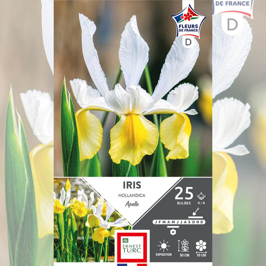 IRIS HOLLANDICA APOLLO 