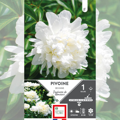 PIVOINE DUCHESSE DE NEMOURS 