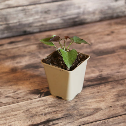 PATATE DOUCE ÉVANGELINE - AB - PLANT 