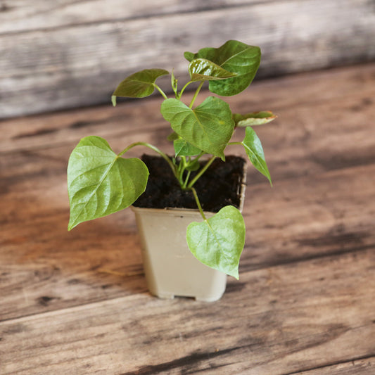 PATATE DOUCE BONITA - AB - PLANT 