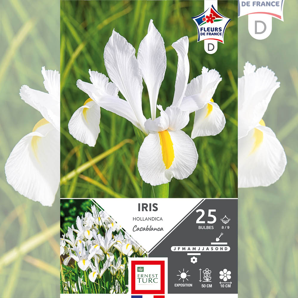 IRIS HOLLANDICA CASABLANCA 