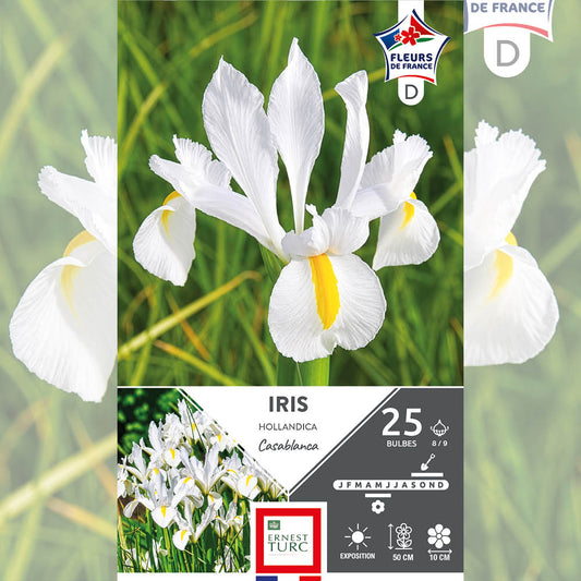 IRIS HOLLANDICA CASABLANCA 